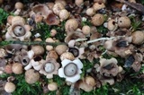 Geastrum schweinitzii image