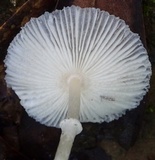 Leucocoprinus brebissonii image