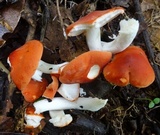 Leucopaxillus gracillimus image