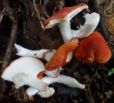 Leucopaxillus gracillimus image