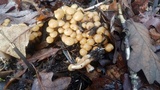 Kuehneromyces marginellus image