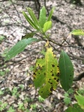Pseudocercospora kalmiae image