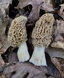Morchella americana image