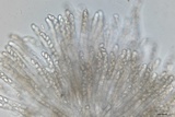 Morchella americana image