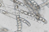 Morchella americana image