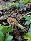 Morchella diminutiva image