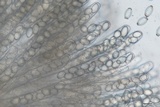 Morchella diminutiva image
