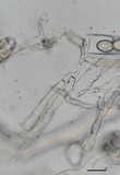 Morchella diminutiva image