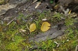 Peziza waltersii image