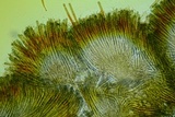 Peziza waltersii image