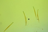 Peziza waltersii image