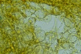 Peziza waltersii image