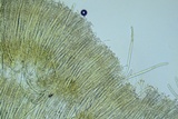 Peziza waltersii image