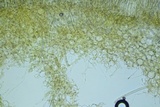 Peziza waltersii image