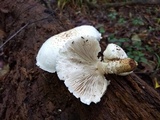 Neolentinus lepideus image