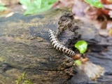 Arthrophaga myriapodina image