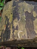 Arthrophaga myriapodina image