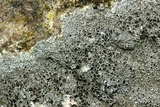 Lecanora argentea image