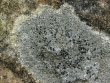 Lecanora argentea image