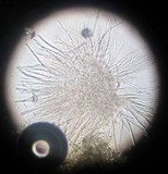 Hypomyces luteovirens image