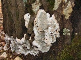 Kretzschmaria deusta image
