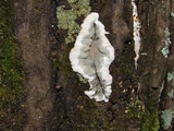 Kretzschmaria deusta image