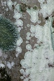 Lecanora thysanophora image