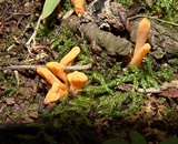 Clavariadelphus americanus image