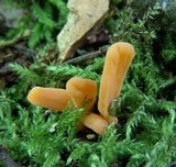 Clavariadelphus americanus image