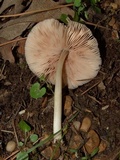Pluteus longistriatus image