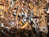 Ceratiomyxa fruticulosa var. fruticulosa image