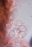 Dendrothele nivosa image