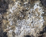 Verrucaria calkinsiana image