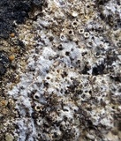 Verrucaria calkinsiana image