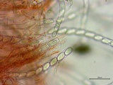 Sarcoscypha austriaca image