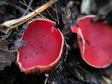 Sarcoscypha austriaca image