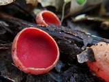 Sarcoscypha austriaca image