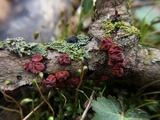 Peniophora rufa image