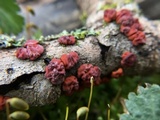 Peniophora rufa image