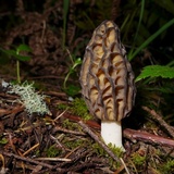 Morchella brunnea image
