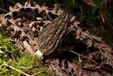 Morchella brunnea image