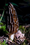 Morchella brunnea image