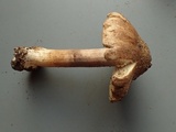 Inocybe amblyospora image