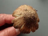Inocybe amblyospora image