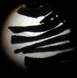 Inocybe lilacina image