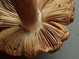 Inocybe amblyospora image