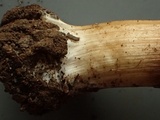 Inocybe amblyospora image