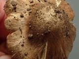 Inocybe amblyospora image