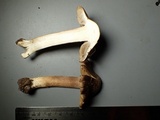 Inocybe amblyospora image