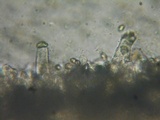 Inocybe amblyospora image
